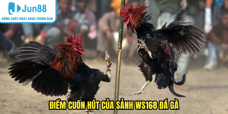 Điểm cuốn hút của sảnh ws168 đá gà